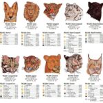 Embroidery-Big-Cats-3